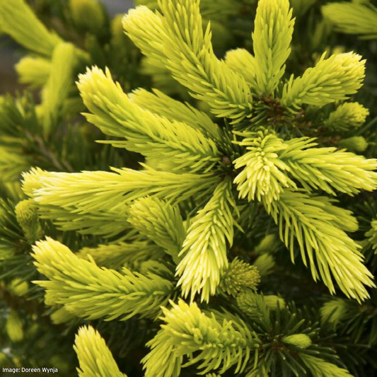 Black Hills Spruce | Picea glauca 'Densata'
