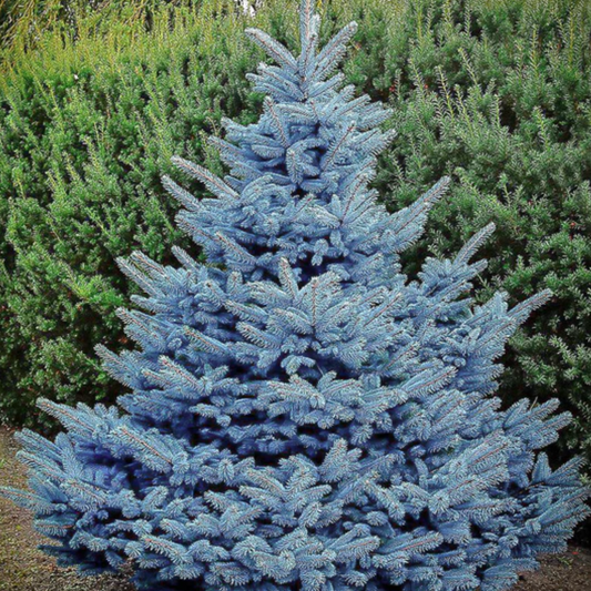 Baby Blue Spruce | Picea pungens 'Baby Blue'