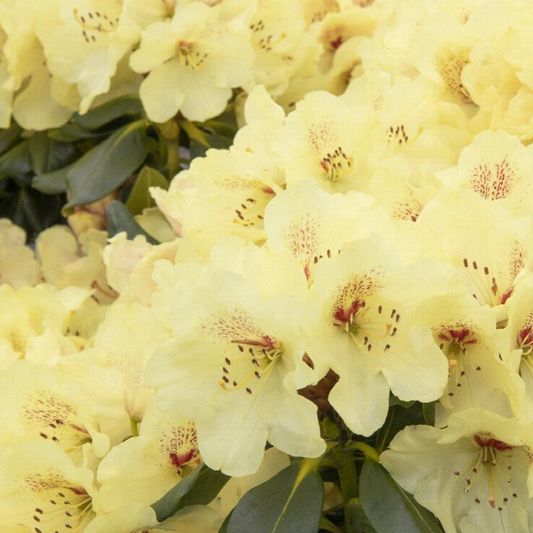Miyama™ Gold Prinz Rhododendron | Rhododendron yakushimanum 'Goldschatz'