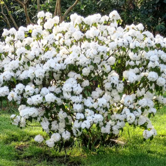 'April Snow' Rhododendron