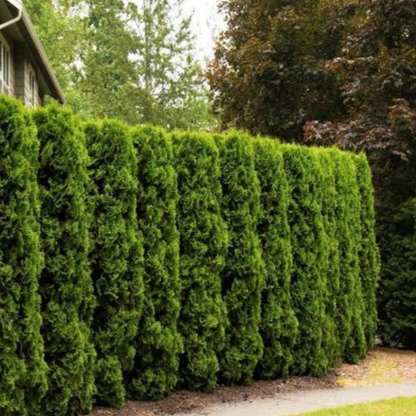 pillar herbicide 'Full Speed A Hedge' American Pillar Arborvitae