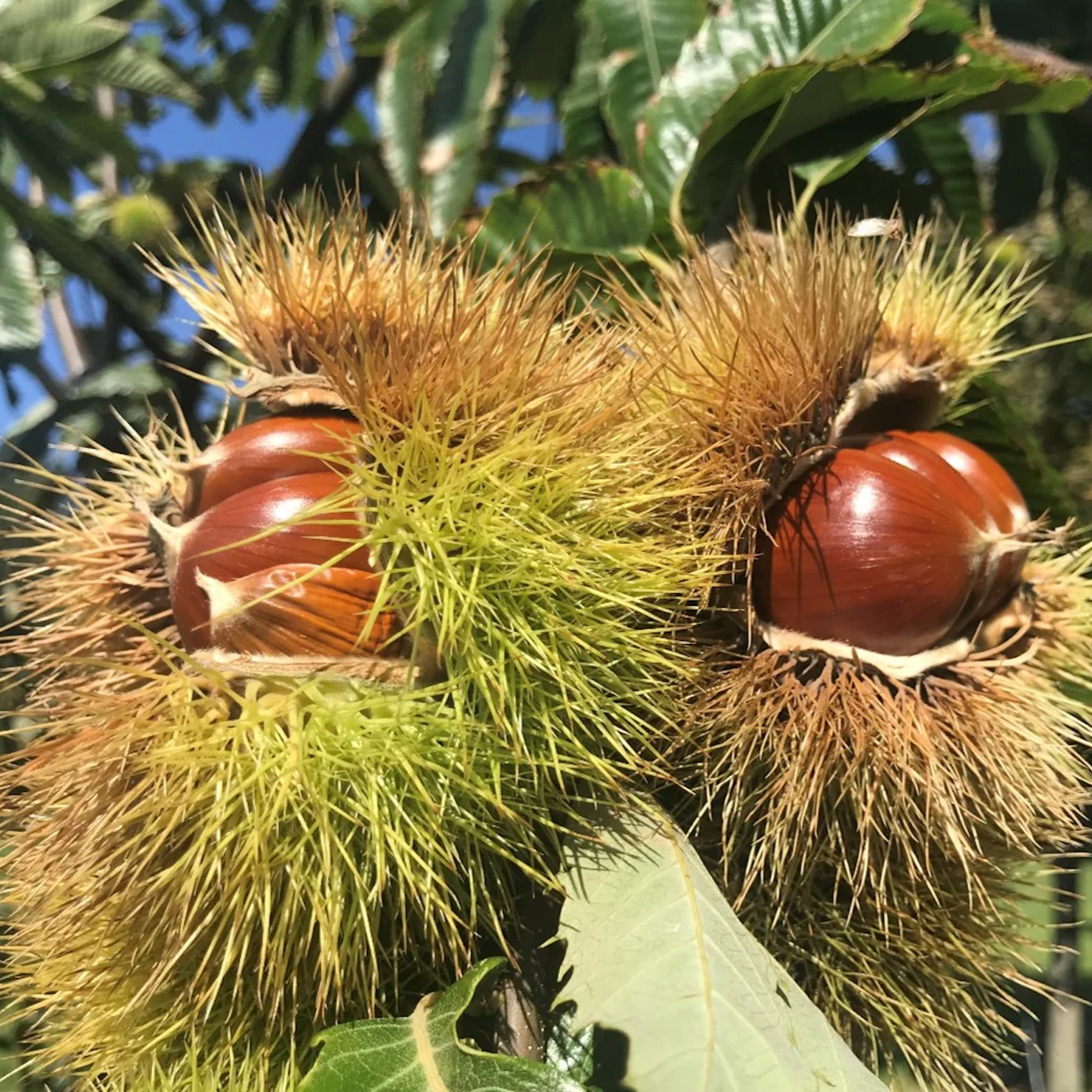American Chestnut (Chinese Hybrid) | Castanea dentata x mollissima 'Du ...