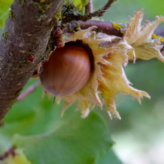 American Hazelnut | Corylus americana