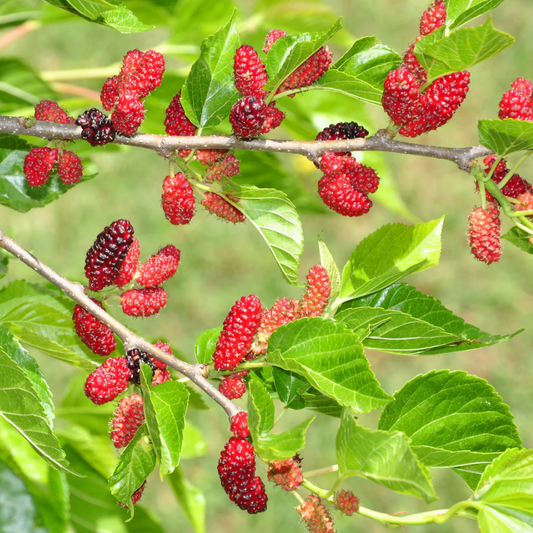 Red Mulberry Tree | Morus rubra