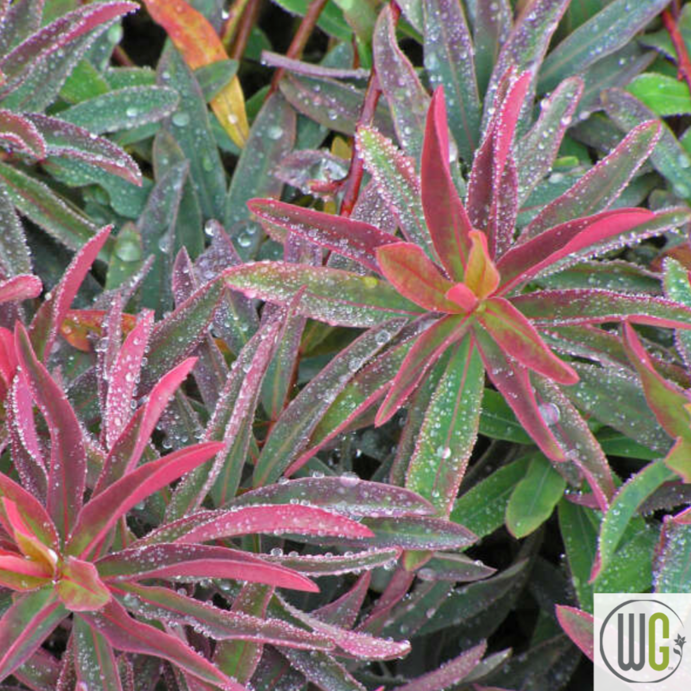 'Bonfire' Cushion Spurge | Euphorbia polychroma 'Bonfire'