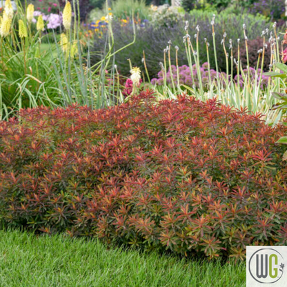 'Bonfire' Cushion Spurge | Euphorbia polychroma 'Bonfire'