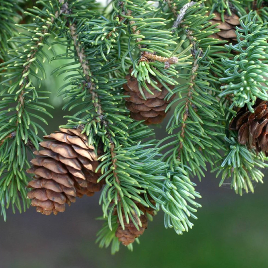 White Spruce | Picea glauca