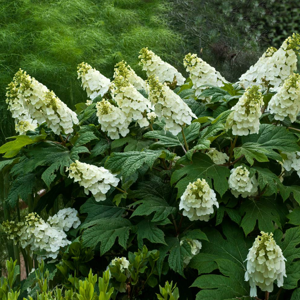 'Alice' Oakleaf Hydrangea | Hydrangea quercifolia