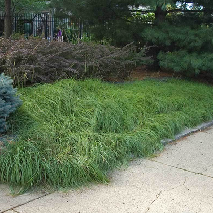 Pennsylvania sedge | Carex Pensylvanica