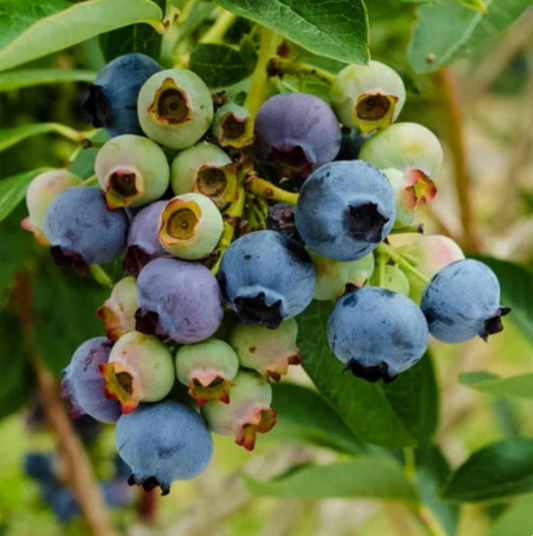 'Chandler' Highbush Blueberry | Vaccinium corymbosum