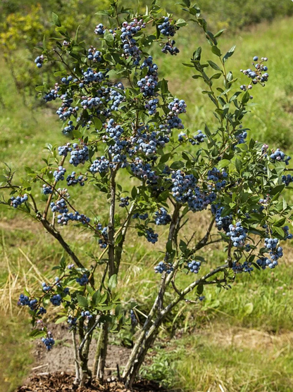 'Chandler' Highbush Blueberry | Vaccinium corymbosum