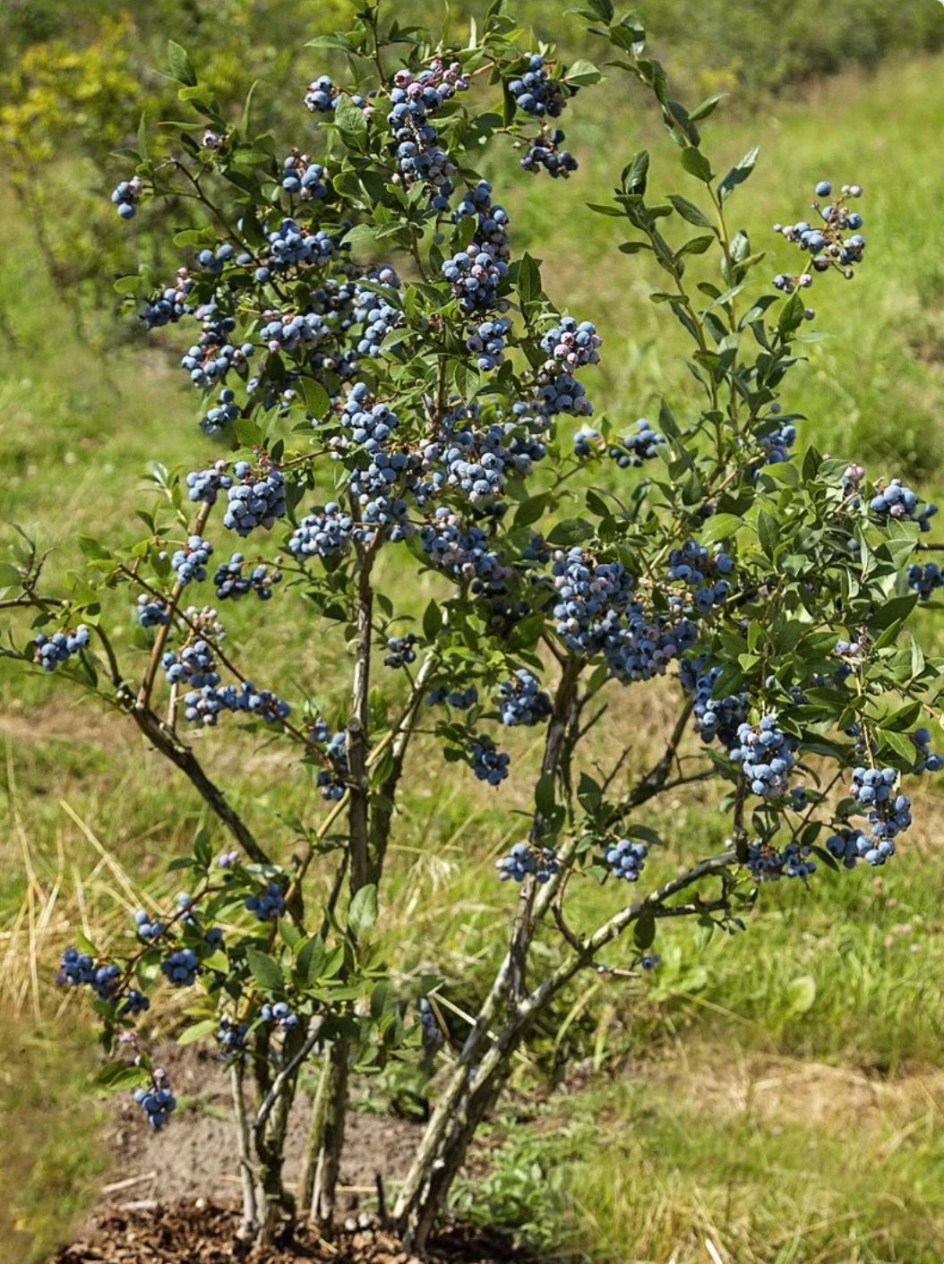 'Chandler' Highbush Blueberry | Vaccinium corymbosum