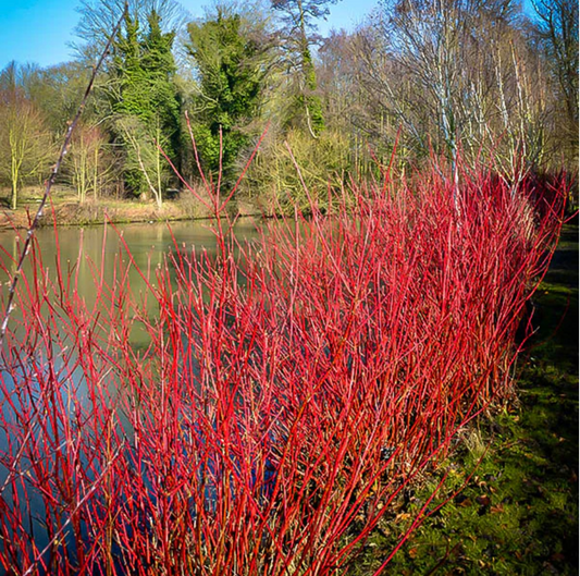 Isanti Red Twig Dogwood | Cornus sericea 'Isanti'