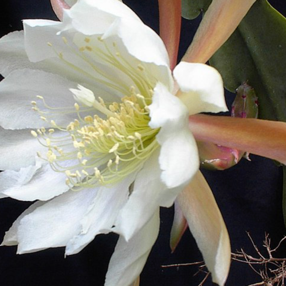 Crenate Orchid Cactus | Epiphyllum crenatum