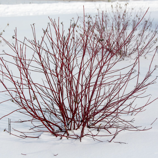 Firedance™ Dogwood | Cornus sericea 'Bailadeline'