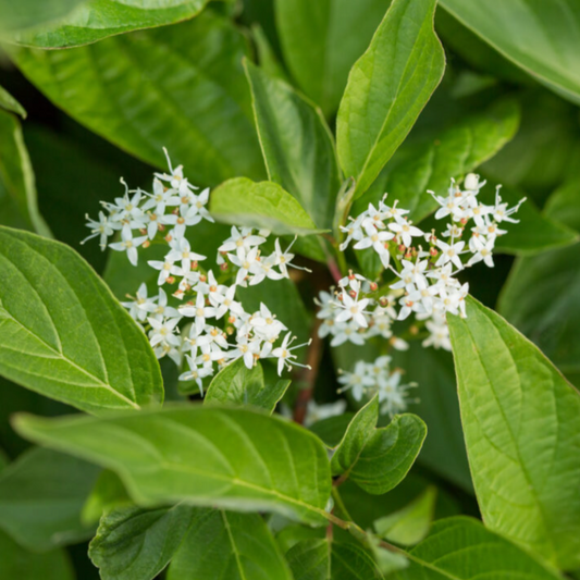 Firedance™ Dogwood | Cornus sericea 'Bailadeline'