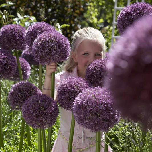 Allium 'Pinball Wizard'