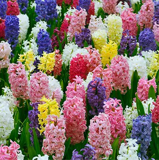 Hyacinth - Mixed Bulbs