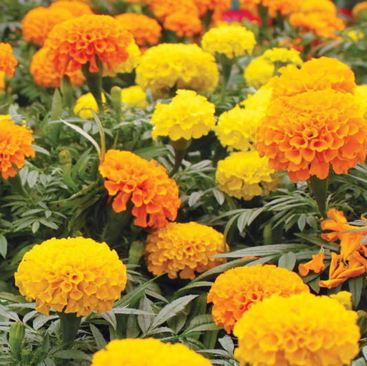 Marigold 'Crackerjack' Mixed Colors - Flower Seeds