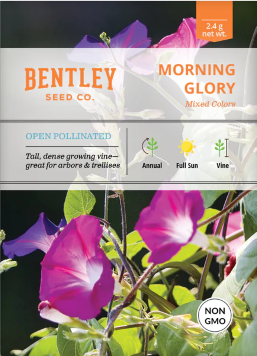 Blue Morning Glory - Flower Seeds