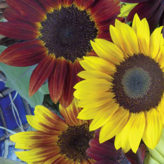 Sunflower Mixed - Flower Seeds