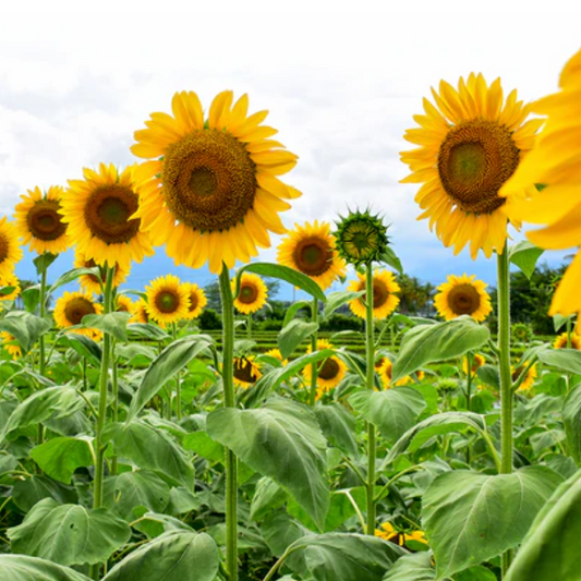 Sunflower 'Mammoth' - Flower Seeds