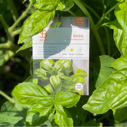 Basil 'Sweet Genovese' - Herb Seeds