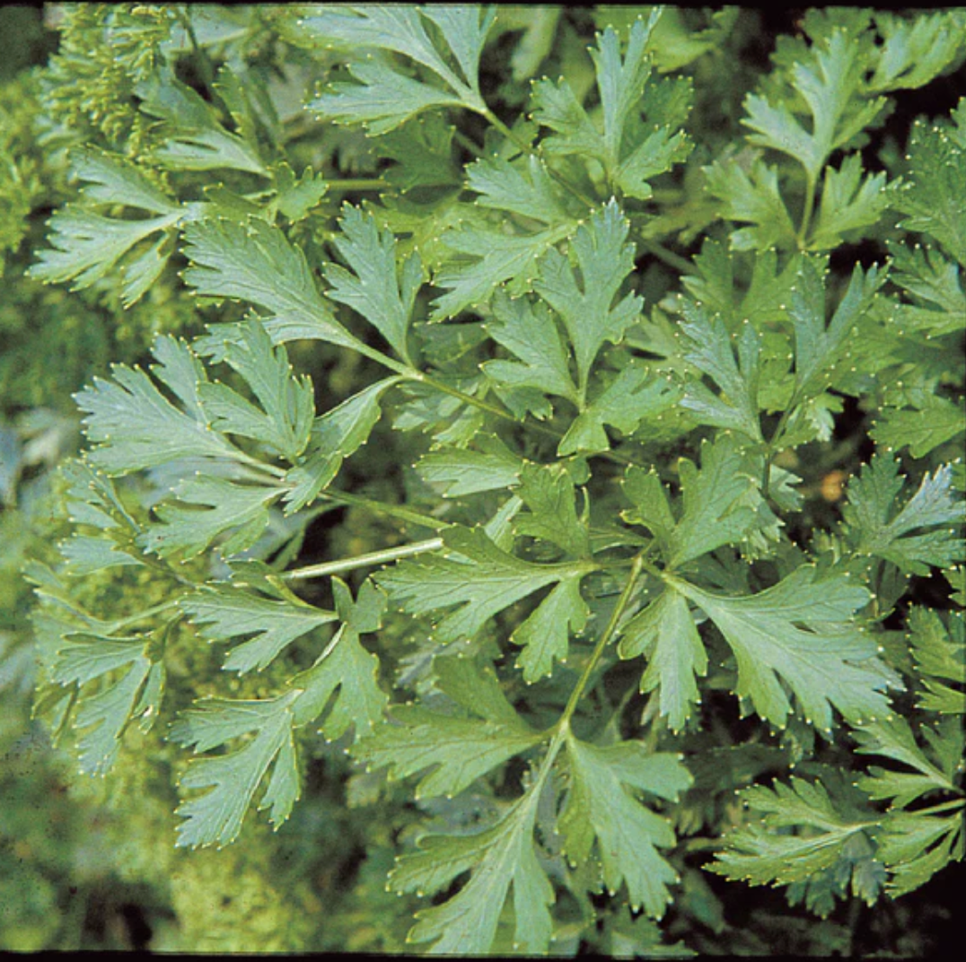 Parsley, Plain Italian - Herb Seeds