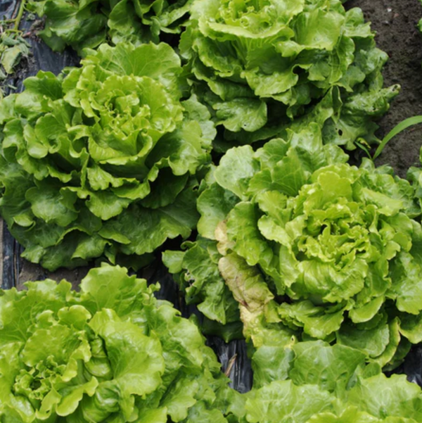 Lettuce 'Simpson's Curled' - Vegetable Seeds – Mandy Spring Farm ...