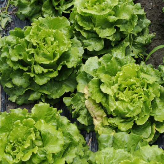 Lettuce 'Simpson's Curled' - Vegetable Seeds