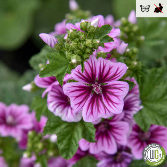 Zebrina Mallow | Malva sylvestris 'Zebrina'