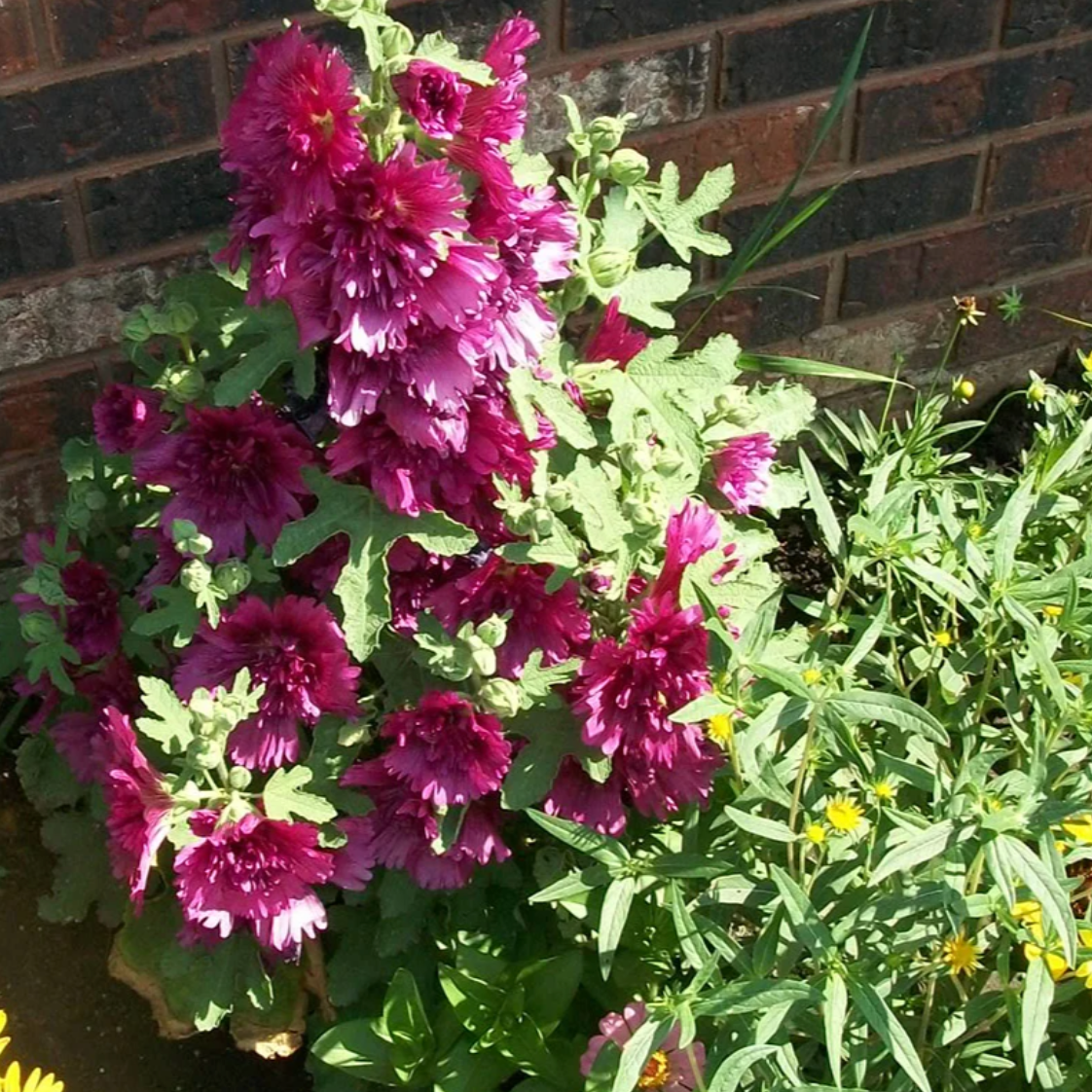 'Queeny Purple' Hollyhock | Alcea rosea