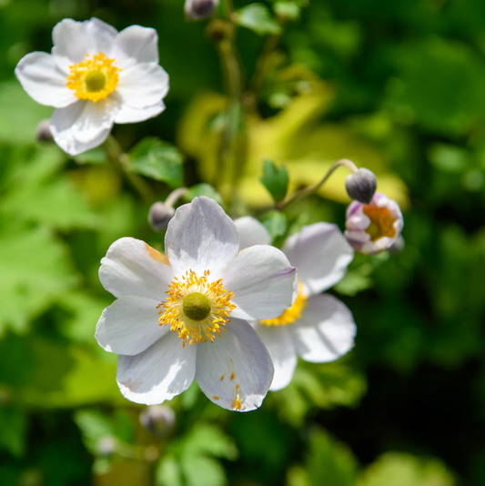 'Elfin Swan' Anemone | Anemone Sylvestris