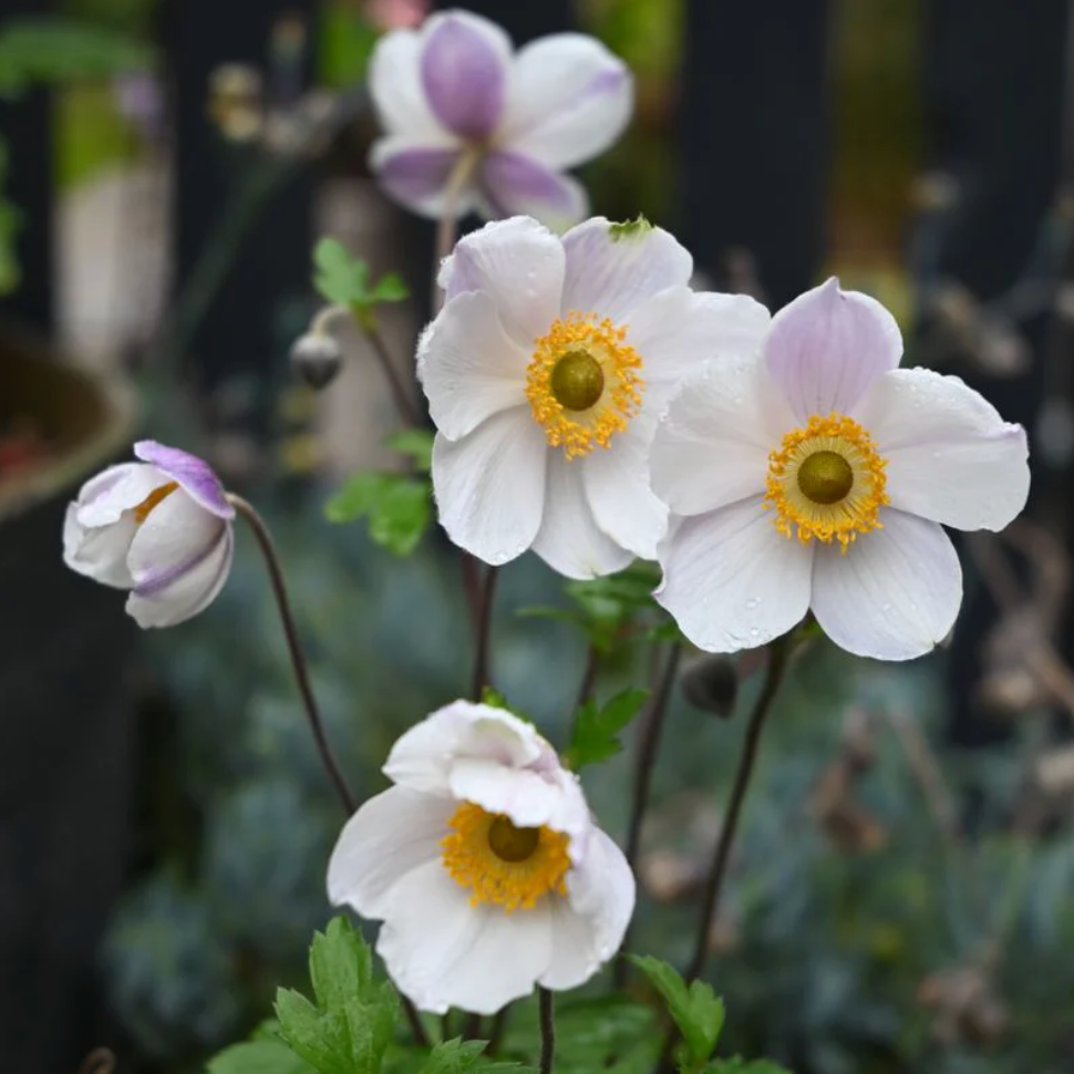 'Elfin Swan' Anemone | Anemone Sylvestris