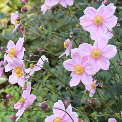 'September Charm' Japanese Anemone | Anemone x hybrida