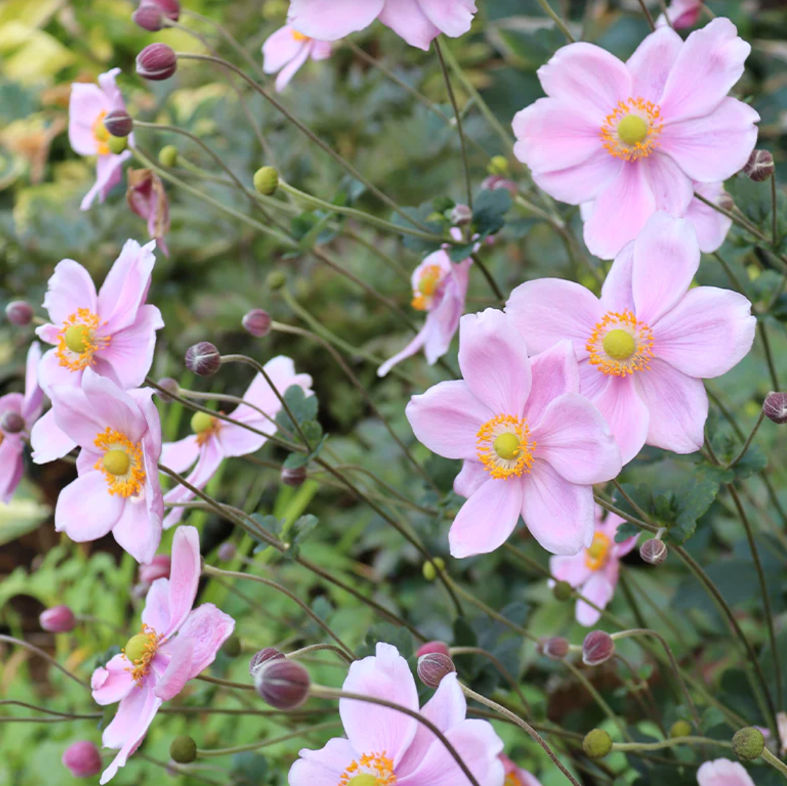 'Robustissima' Japanese Anemone | Anemone x hybrida 'Robustissima'