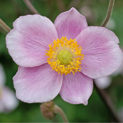 'September Charm' Japanese Anemone | Anemone x hybrida