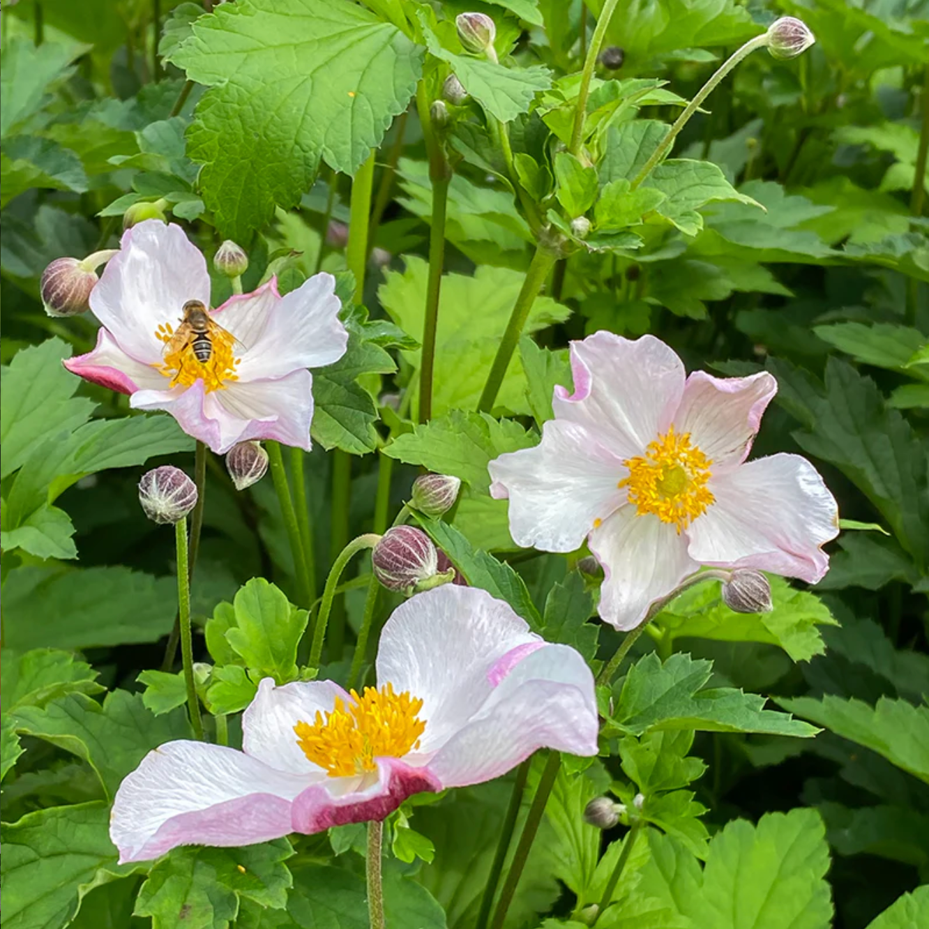 'Robustissima' Japanese Anemone | Anemone x hybrida 'Robustissima'