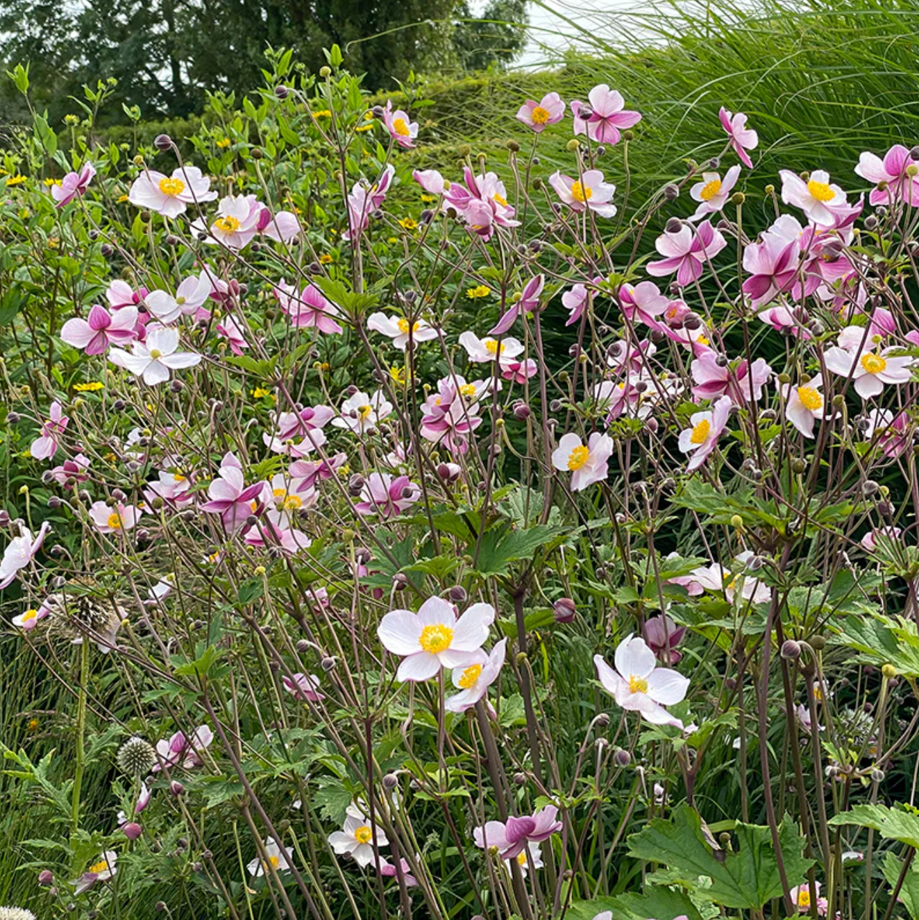 'Robustissima' Japanese Anemone | Anemone x hybrida 'Robustissima'