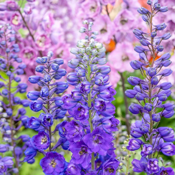 邦楽 Ruiza / delphinium ScreenShot2025-02-26at2.03.