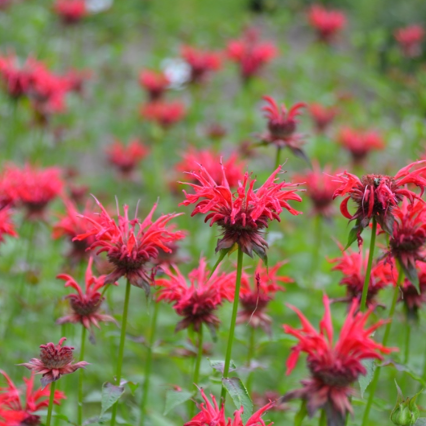 'Gardenview Scarlet' Bee Balm | Monarda didyma