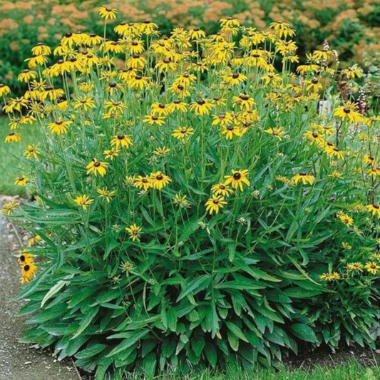 'Viette's Little Suzy' Black-Eyed Susan | Rudbeckia fulgida