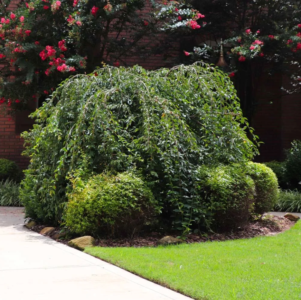 Snow Fountains® Cherry | Prunus 'Snofozam'