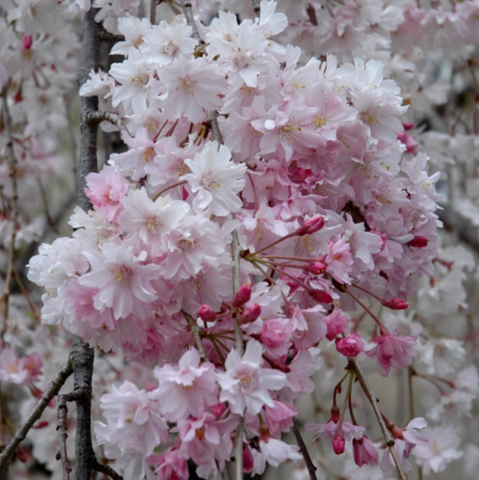 Double Weeping Higan Flowering Cherry | Prunus subhirtella 'Pendula Plena Rosea'