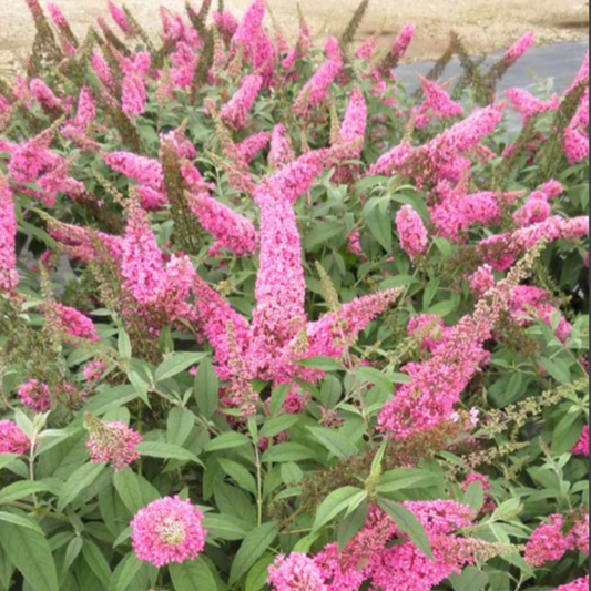 Trippy Pink® Butterfly Bush | Buddleia davidii 'Bailbudone'