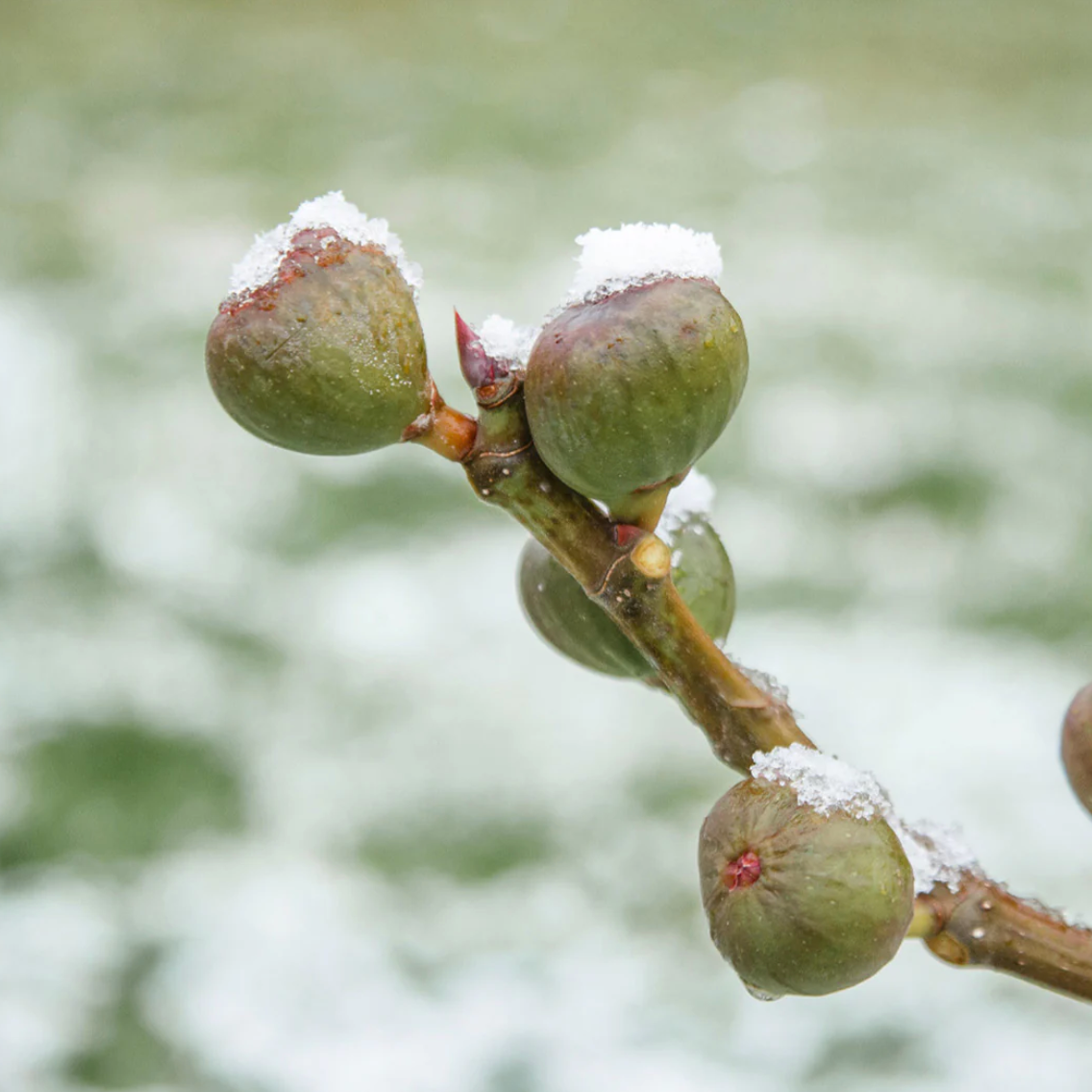 Chicago Hardy Fig | Ficus carica