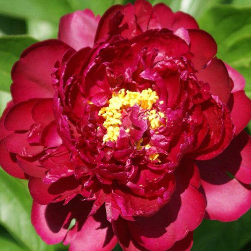 Francis Ortegot Peony | Paeonia 'Francis Ortegot'