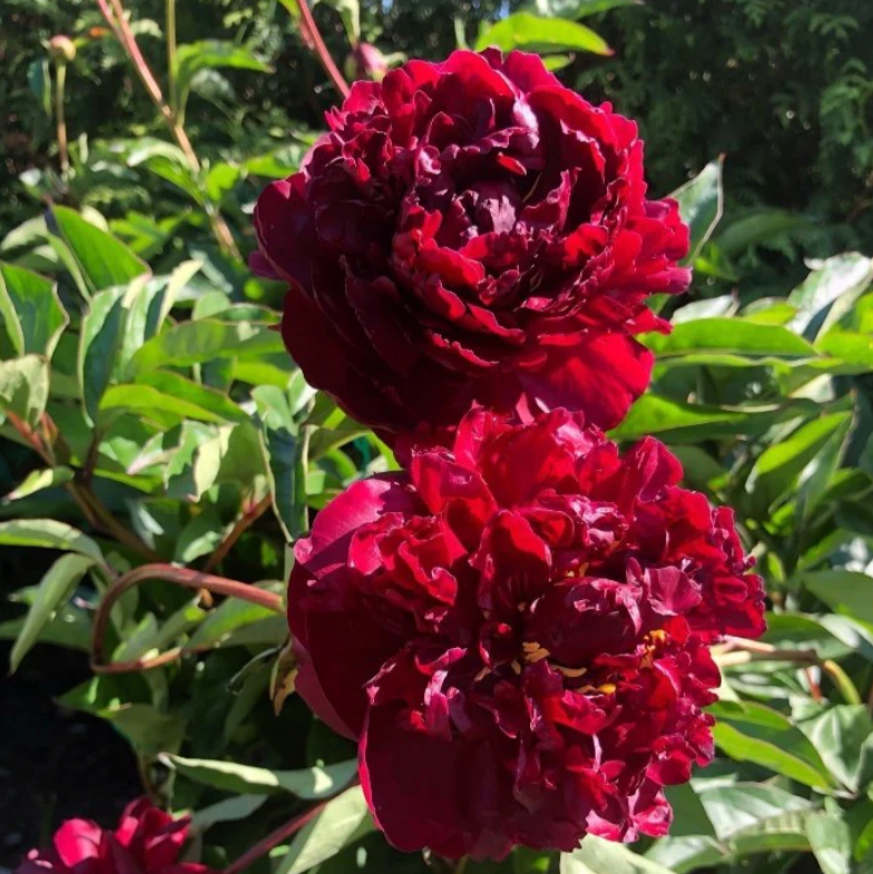 Francis Ortegot Peony | Paeonia 'Francis Ortegot'