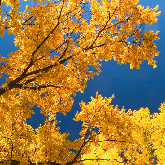 Princeton American Elm | Ulmus americana