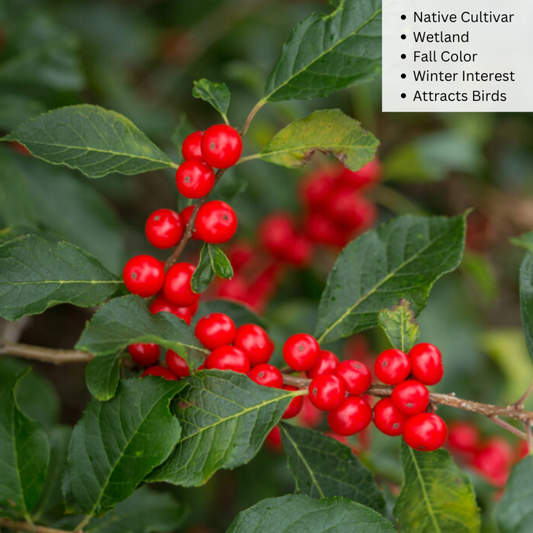 Wildfire™ Winterberry - First edition | Ilex verticillata